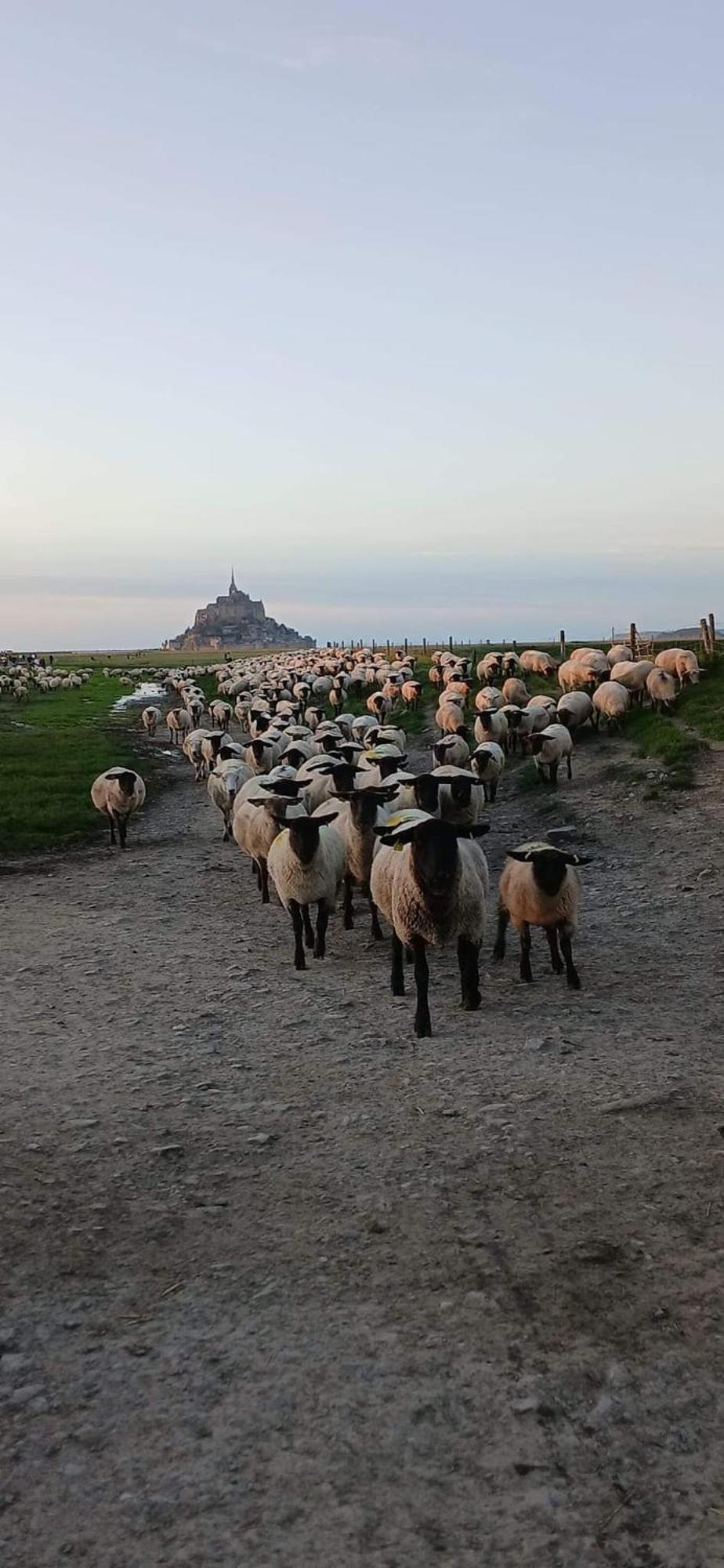 Vue Exceptionnelle Sur Le Mont Saint Michel * Huisnes-sur-Mer